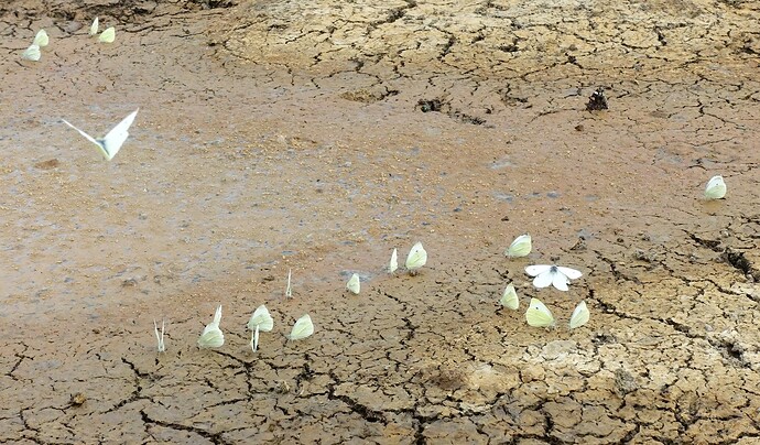 Cabbage Whites, Pinchbeck 29th June 2025 02