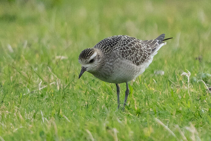 American Golden Plover 09 16 10 26