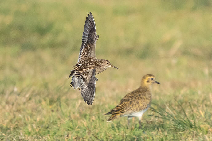 Pectoral Sandpiper 03 23 10 26