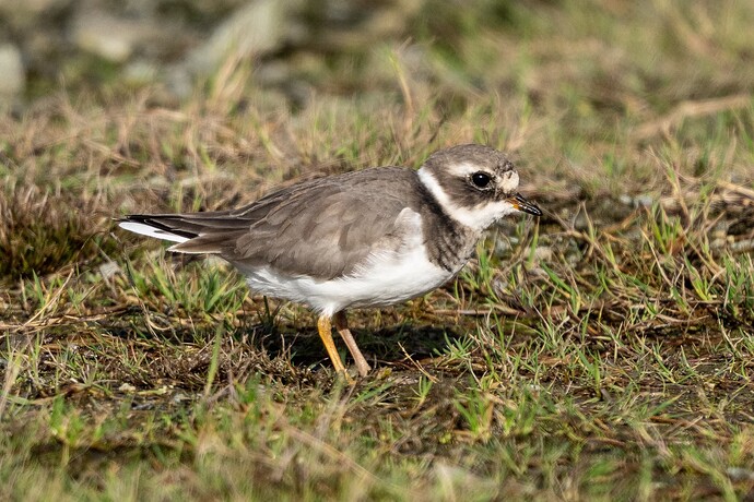 Ringed Plover 01 17 10 25