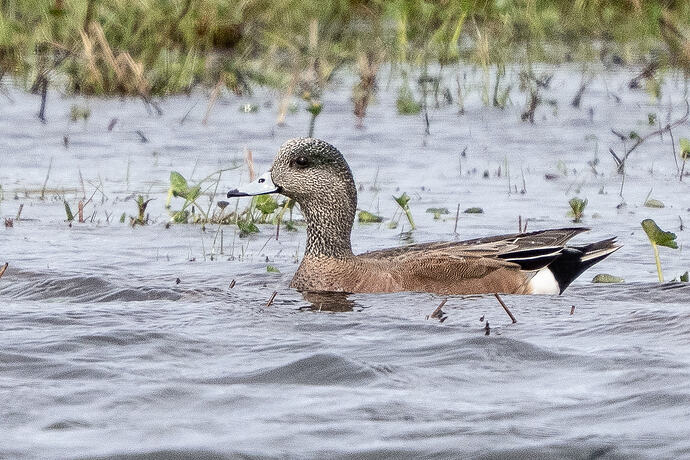 American Wigeon 20 03 05 26