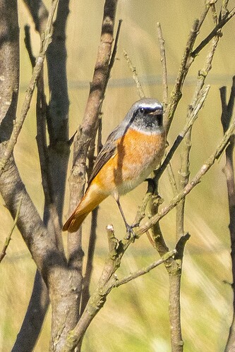 Redstart 03 14 09 25