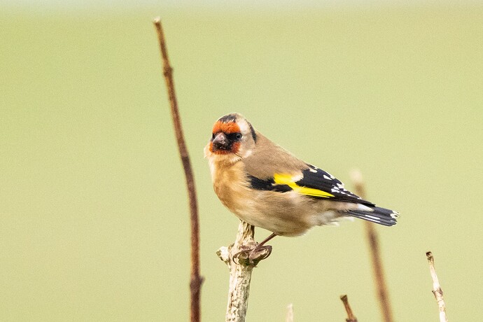 Goldfinch 02 22 10 25