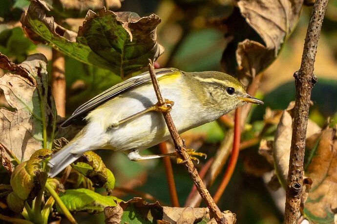 Yellow browed Warbler 05 15 09 25