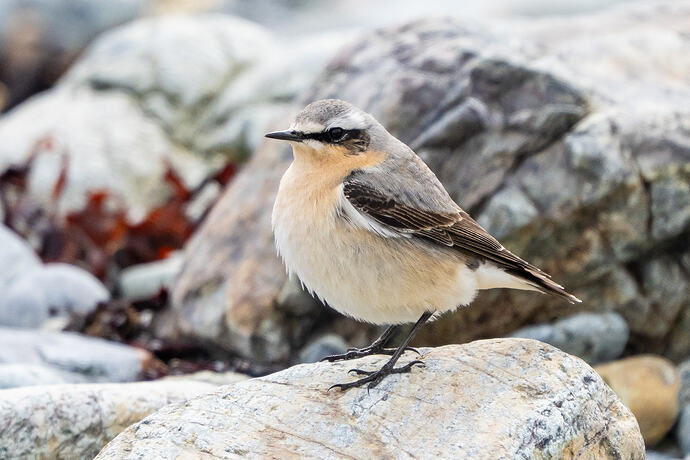 Wheatear 01 14 05 26