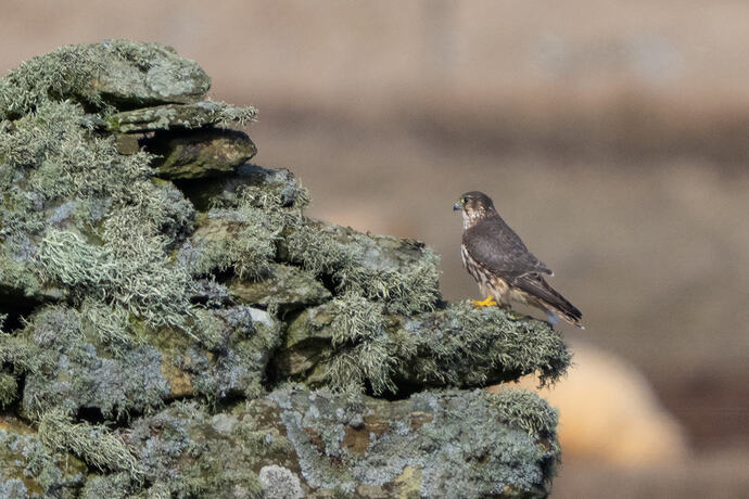 Merlin 02 01 04 26