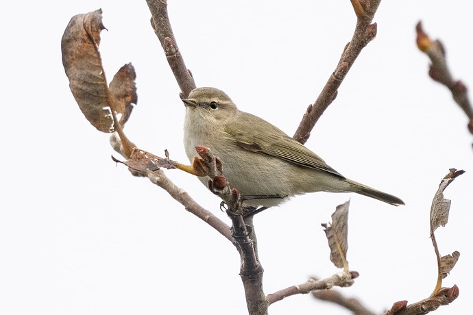 Chiffchaff 01 12 10 25