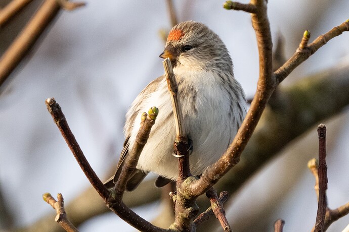 Redpoll 05 05 11 25