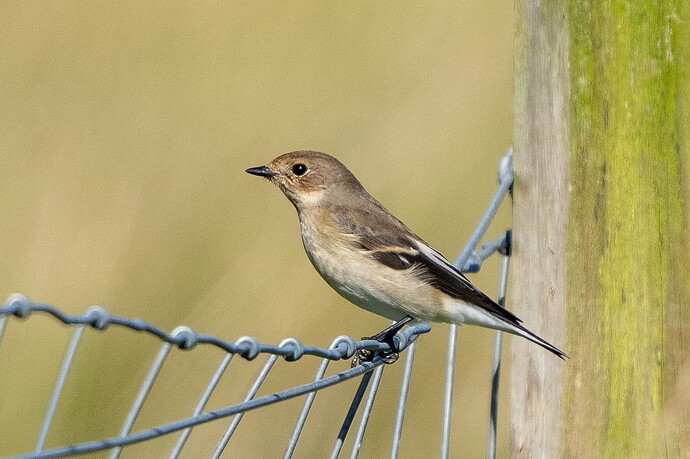 Pied Flycatcher 01 04 09 25