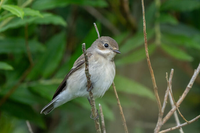 Pied Flycatcher 03 29 08 26