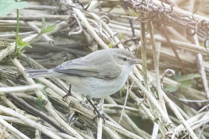 Sibe Chiffchaff 03 19 10 25