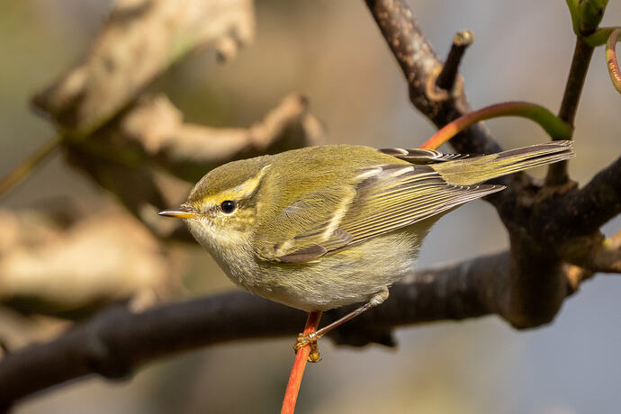 Yellow browed Warbler 01 10 10 26