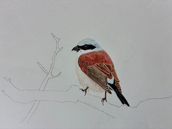 Red-backed Shrike