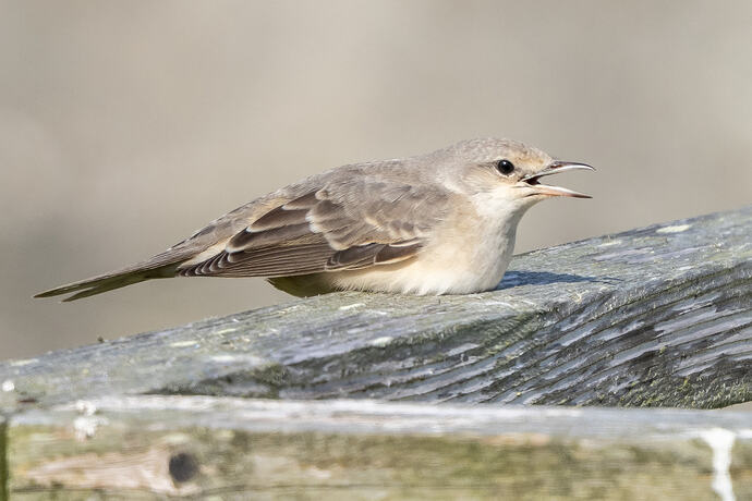 Barred Warbler 03 27 08 26