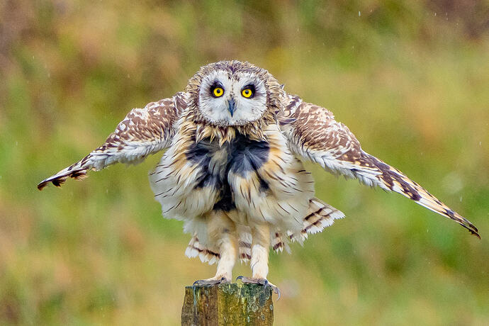 Short Eared Owl 22 17 06 26