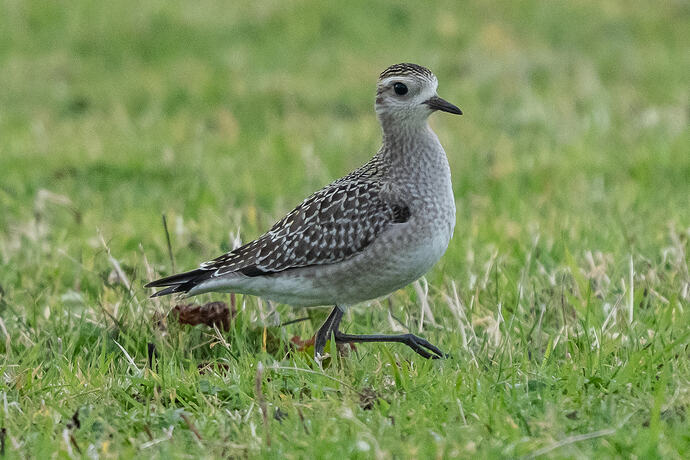 American Golden Plover 15 16 10 26