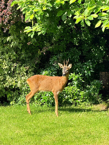 IMG_0708