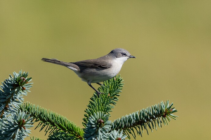 Lesser Whitethroat 01 04 09 25