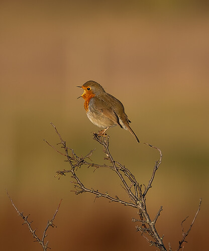 54894693374_5ec0fb280e_o