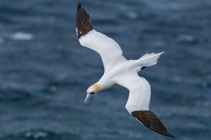 Gannet 01 06 08 25