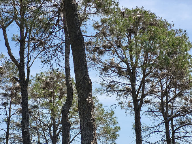 egreta
