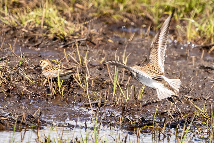Dunlin 01 04 05 26