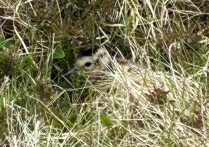 Curlew chick