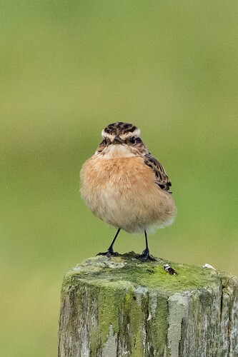 Whinchat 02 13 10 25