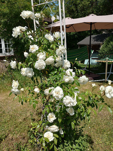 IMG_20260526_122954330_HDR