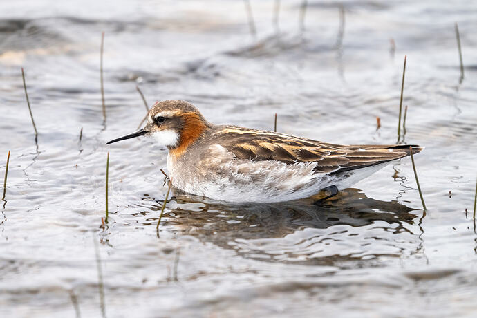 Red Necked Phalarope 01 24 05 26