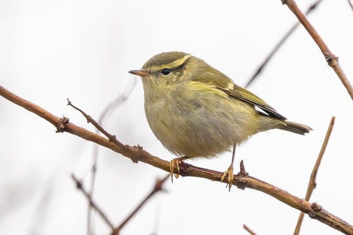 Yellow-browed Warbler 02 11 11 25