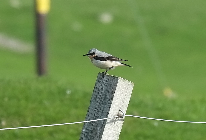 Northern%20Wheatear%2025%2005%2018