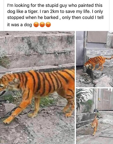 tiger