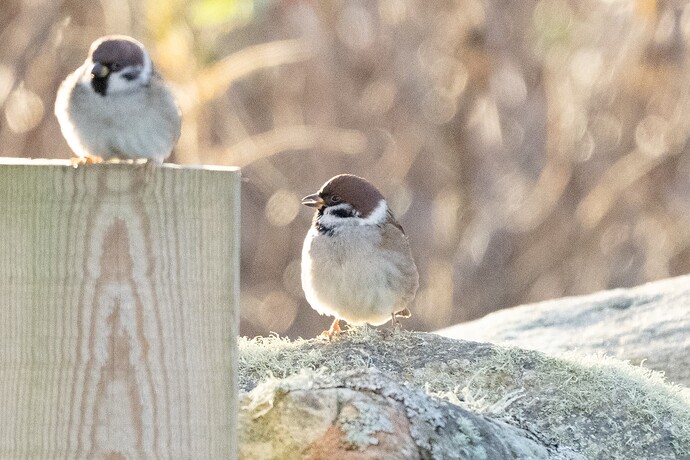 Tree Sparrow 08 20 11 25