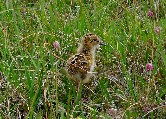 Dunlin%20chick%202018
