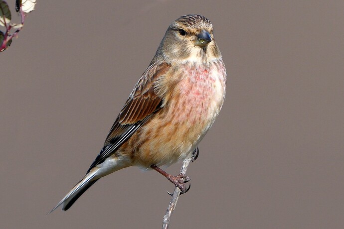 linnet 3