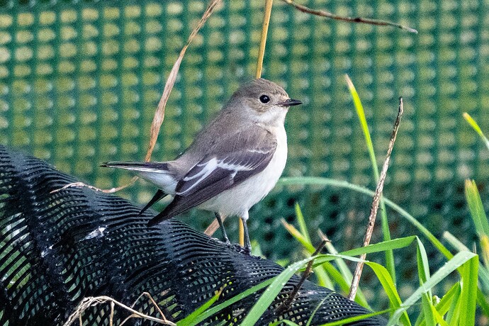 Pied Flycatcher 02 13 09 25