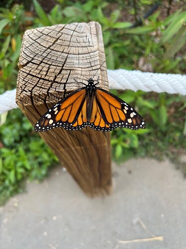 butterfly