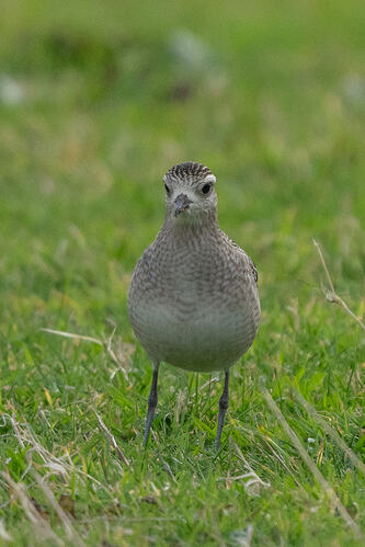 American Golden Plover 03 16 10 26