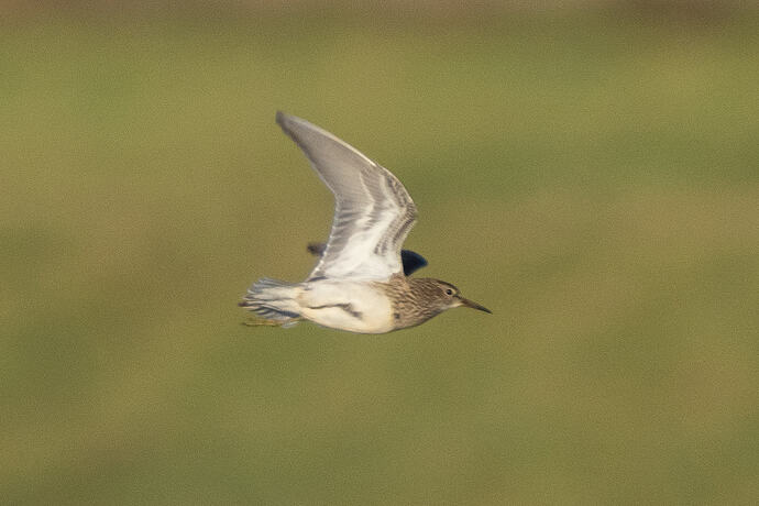 Pectoral Sandpiper 10 23 10 26