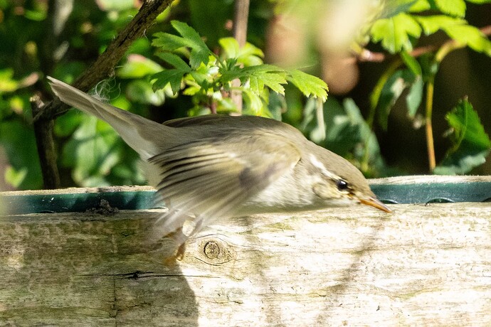 Arctic Warbler 08 06 09 25