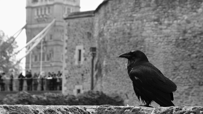 IMG_6508_mono