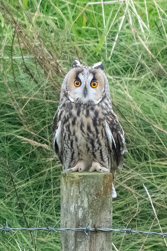 Long eared Owl 01 14 10 26