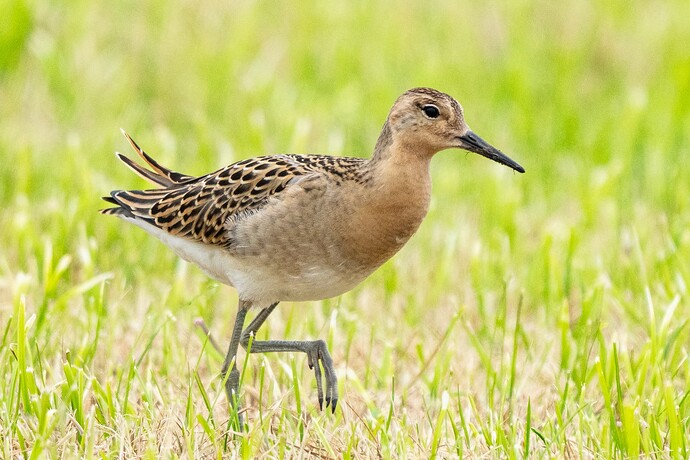 Ruff 06 27 08 25
