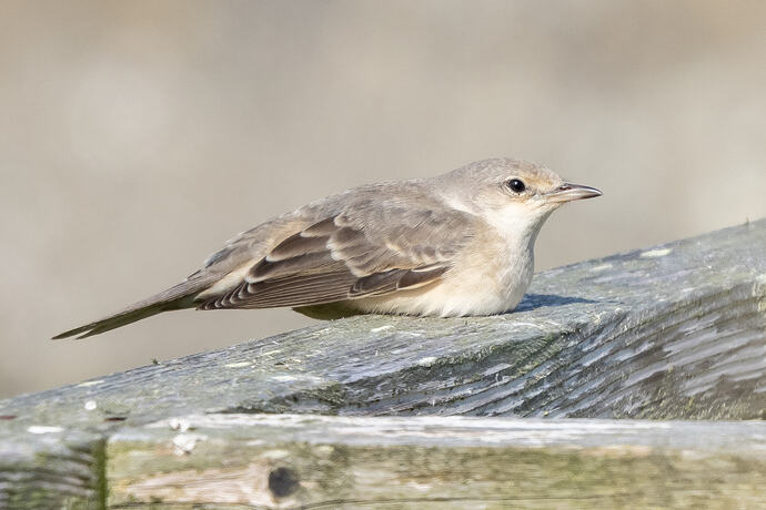 Barred Warbler 04 27 08 26
