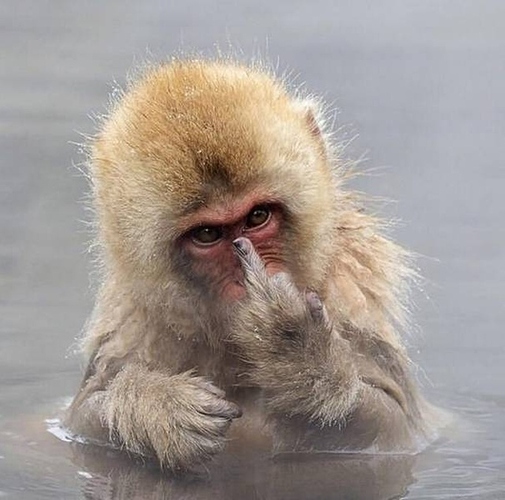 yZa2VOwu_2019306044731