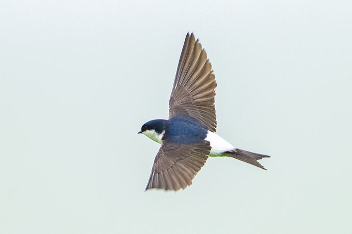 House Martin 01 23 06 26
