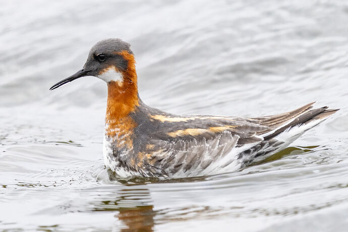 Red Necked Phalarope 05 23 05 26