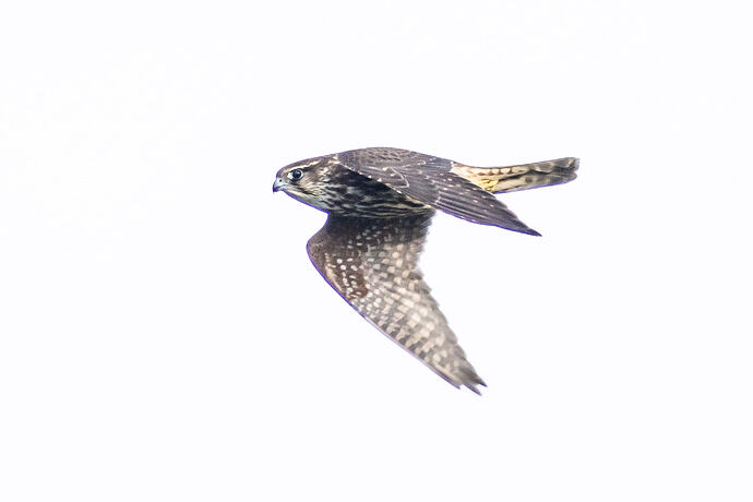 Merlin 05 09 10 26