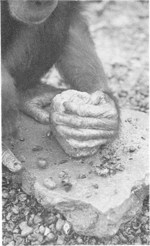 Goldilocks-holds-a-hammer-stone-in-her-left-hand-Remains-of-shells-are-on-and-around